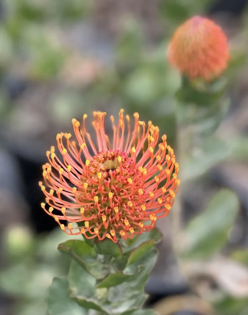 Leucospermum patersonii ‘Brothers’