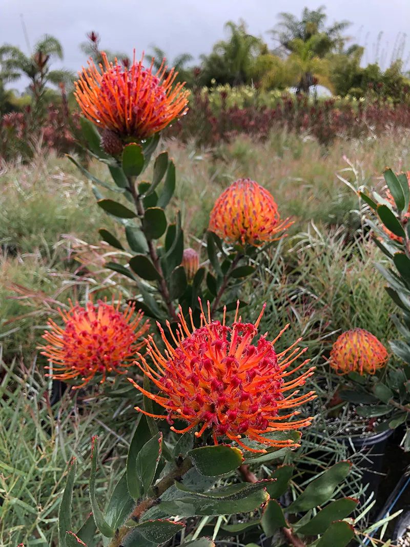 Leucospermum ‘Phil Parvin’