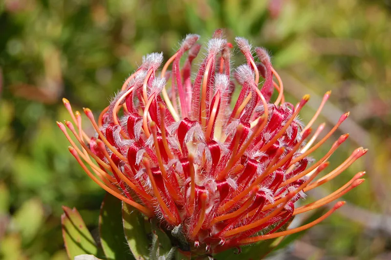 Leucospermum ‘Scarlet Ribbon’