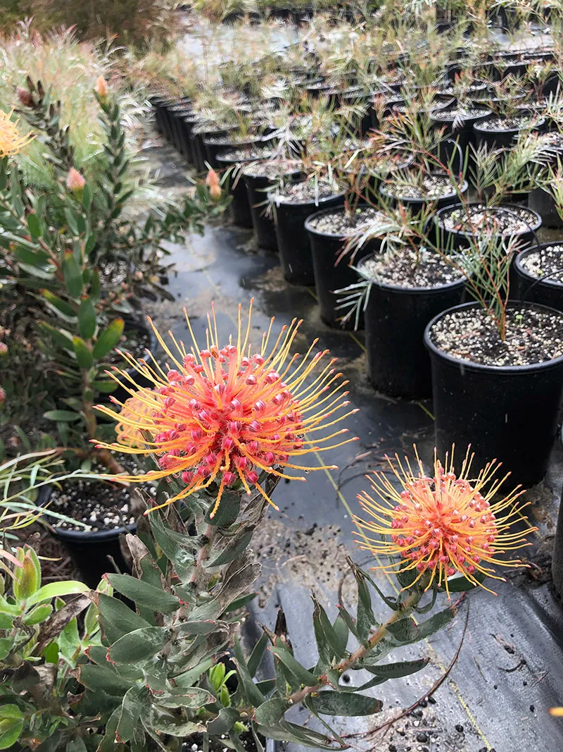 Leucospermum ‘Spider’