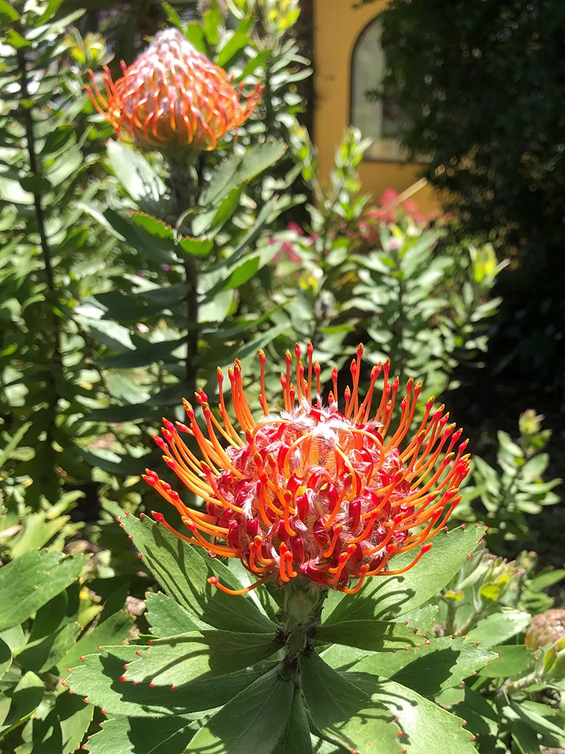 Leucospermum ‘Starlight’