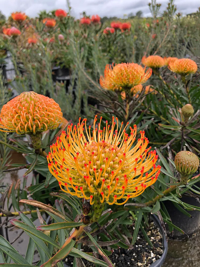 Leucospermum ‘Sunburst’