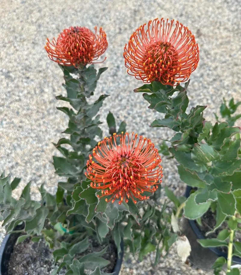 Leucospermum ‘Sunrise’, foto 2