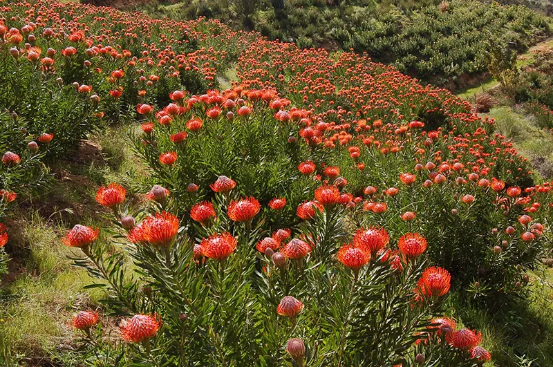 Leucospermum ‘Tango’