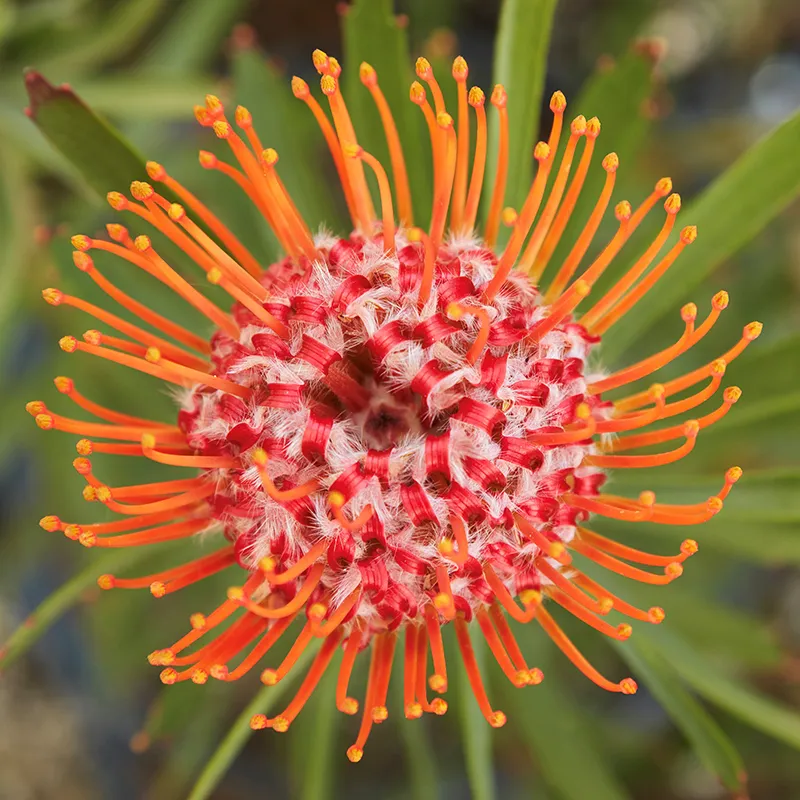 Leucospermum ‘Tango’, foto 2