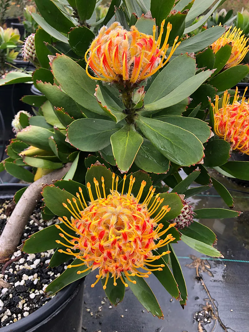 Leucospermum ‘Veldfire’