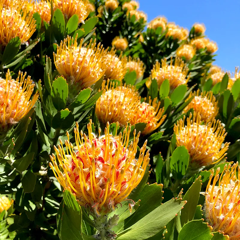 Leucospermum ‘Veldfire’, foto 2
