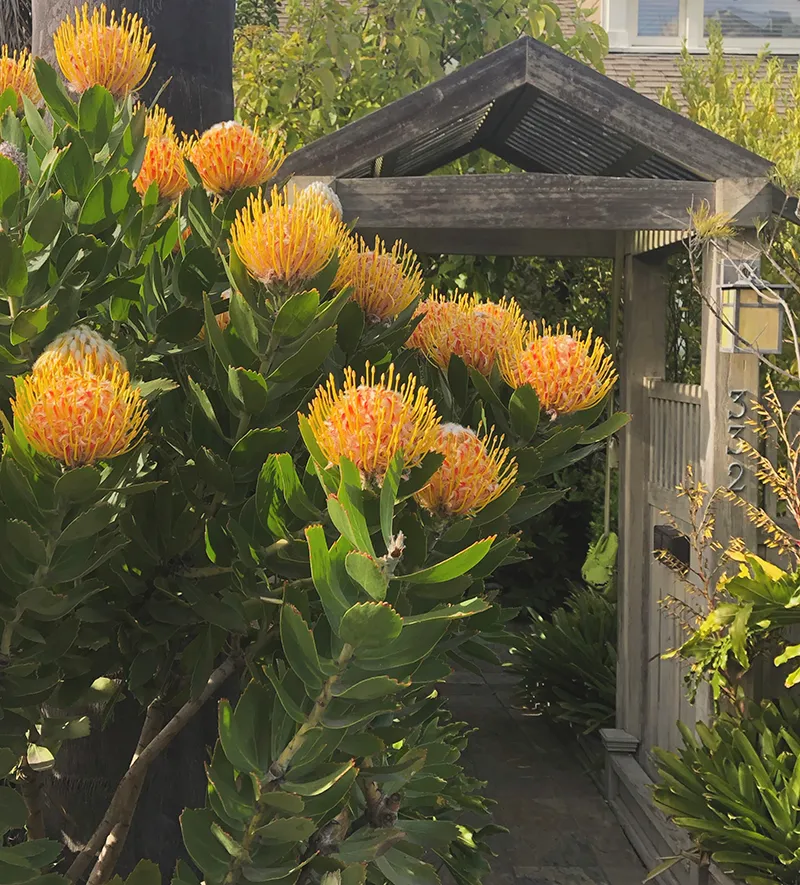 Leucospermum ‘Veldfire’, foto 3
