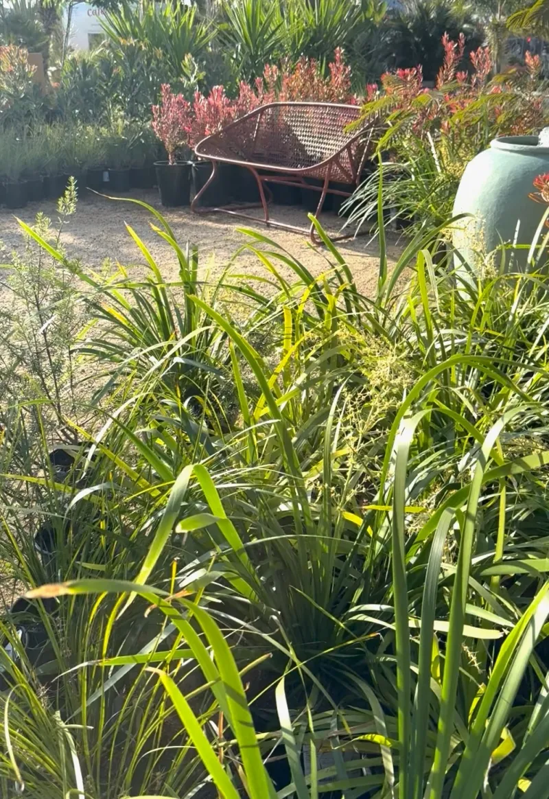 Lomandra hystrix ‘Katie Belles’