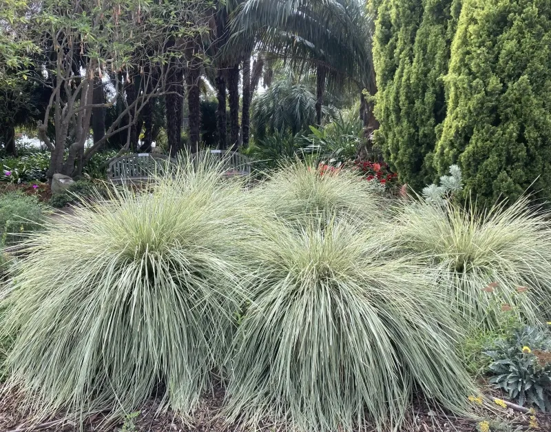 Lomandra longifolia ‘Arctic Frost’
