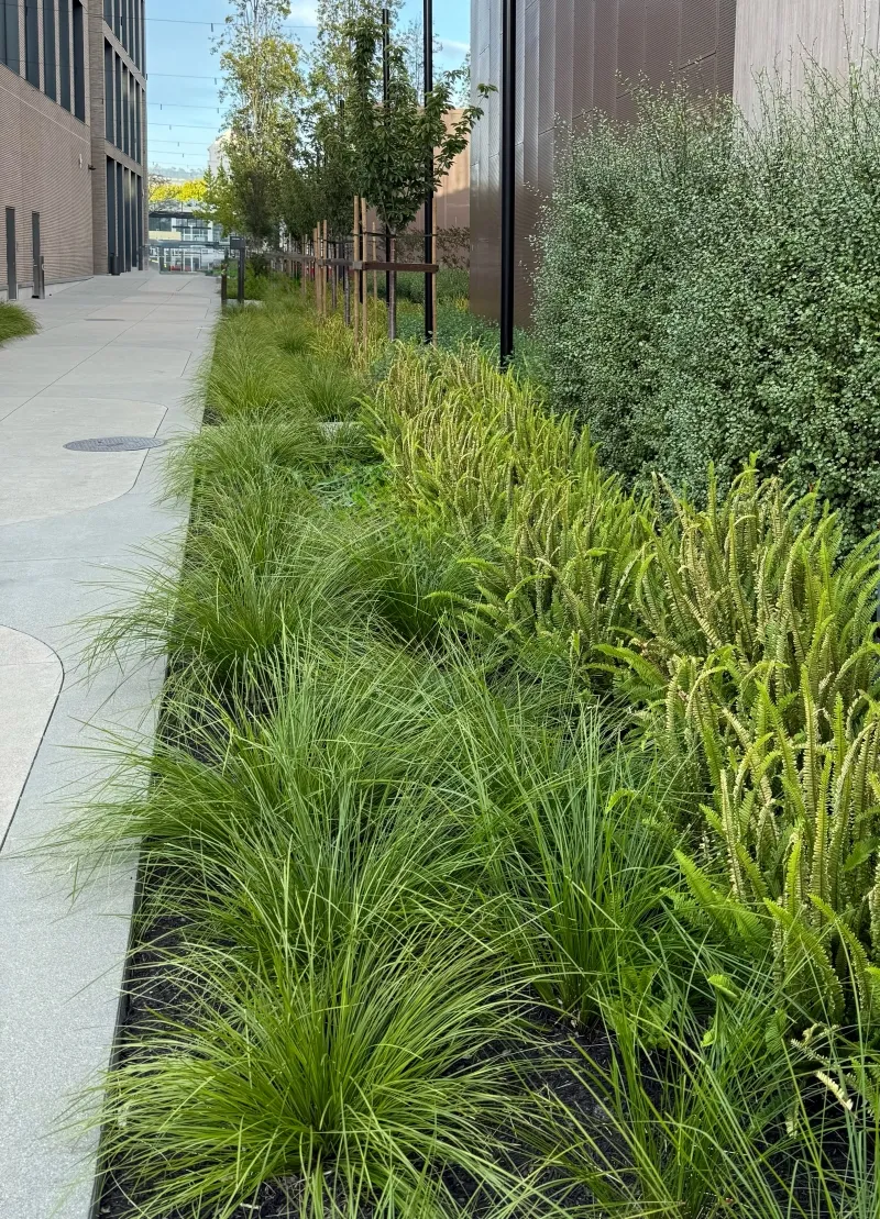 Lomandra longifolia ‘Breeze’