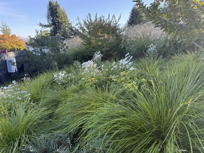 Lomandra longifolia ‘Breeze’, foto 2