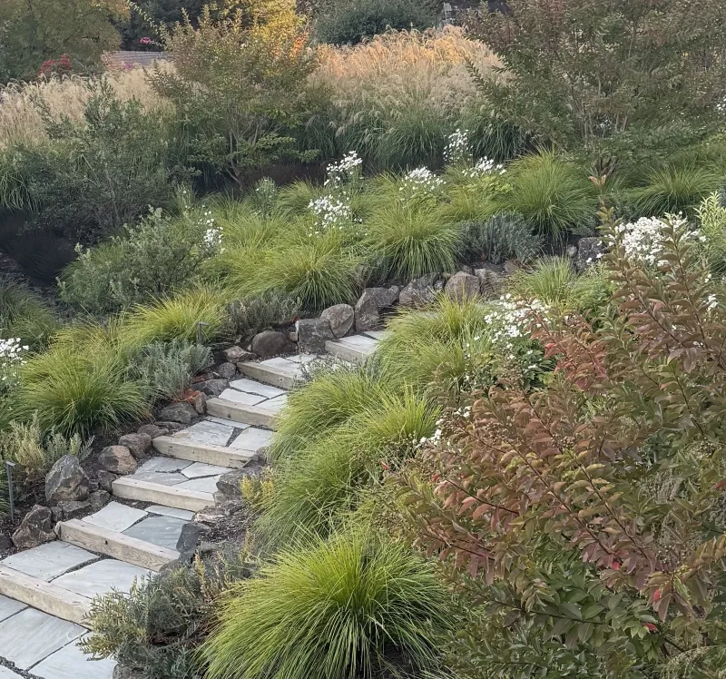 Lomandra longifolia ‘Breeze’, foto 3