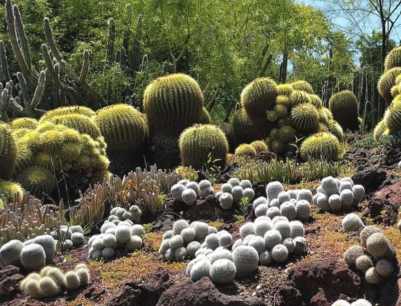 Mammillaria albilanata, foto 2