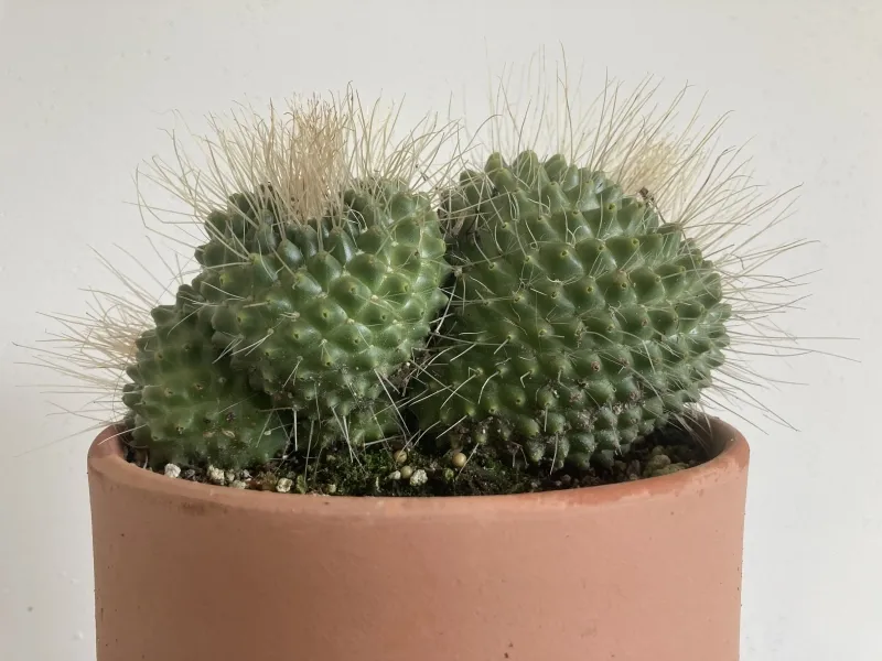 Mammillaria spinosissima ‘Un Pico’