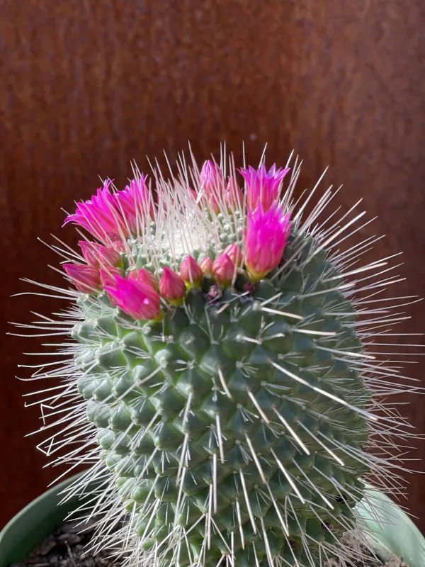Mammillaria spinosissima ‘Un Pico’, foto 2