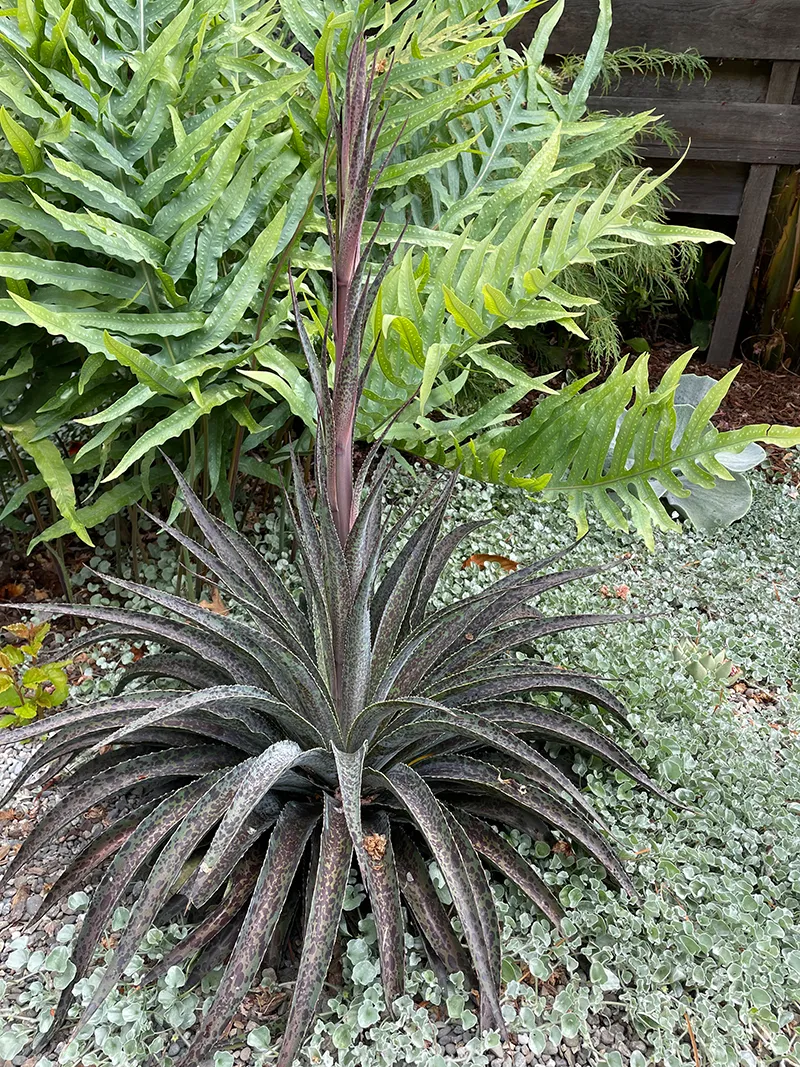 Mangave ‘Pineapple Express’