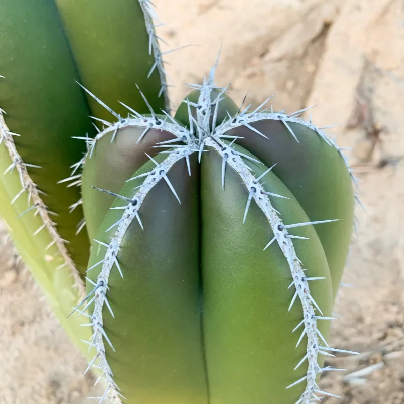 Marginatocereus marginatus, foto 4