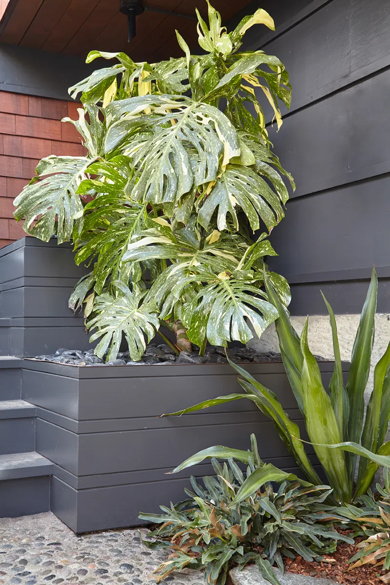 Monstera deliciosa ‘Variegata’