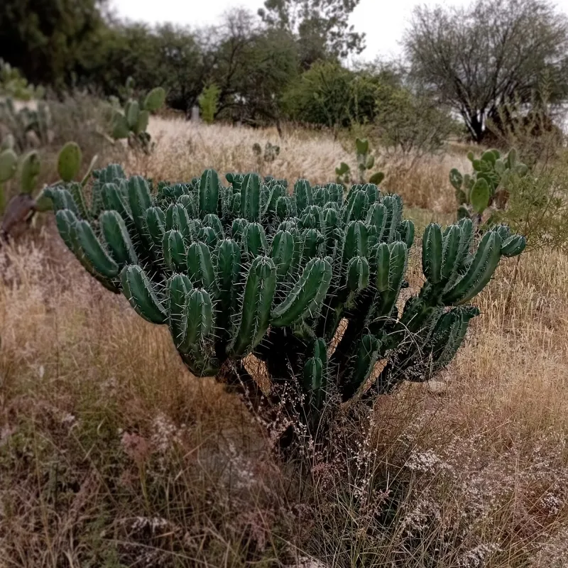 Myrtillocactus geometrizans, foto 2