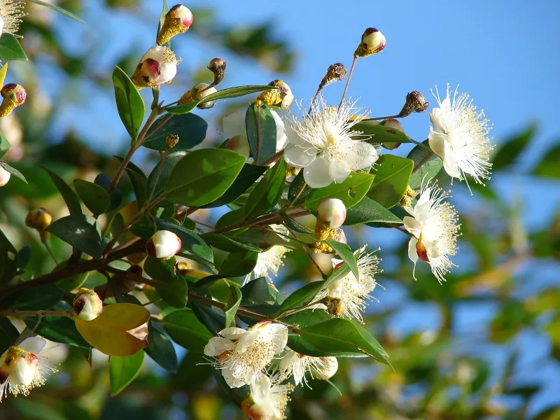 Myrtus communis ‘Compacta’