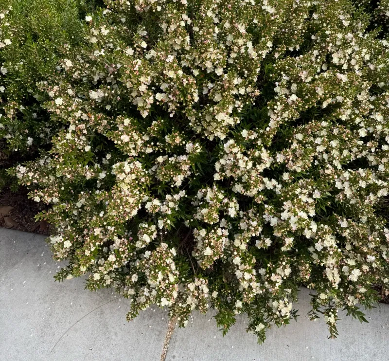 Myrtus communis ‘Compacta’, foto 2