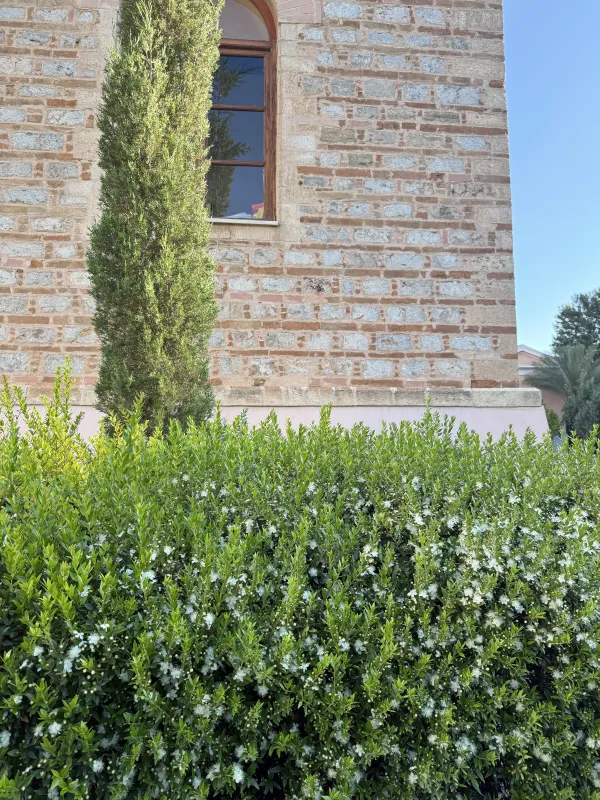 Myrtus communis ‘Compacta’, foto 3
