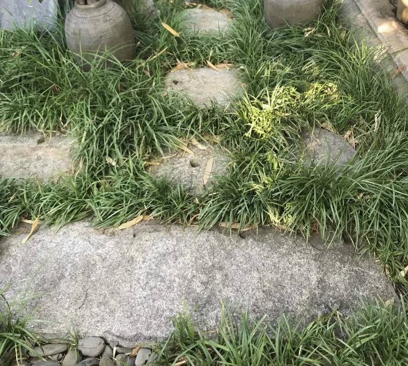 Ophiopogon japonicus ‘Nana’