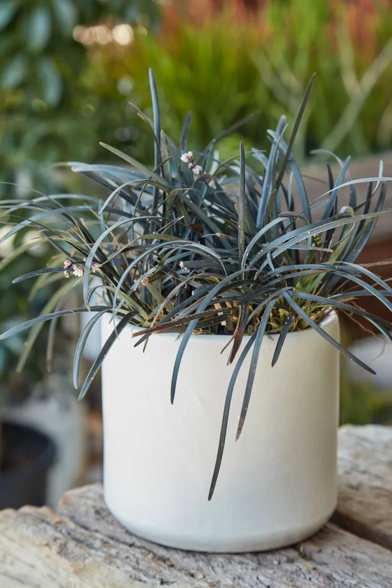 Ophiopogon planiscapus ‘Nigrescens’
