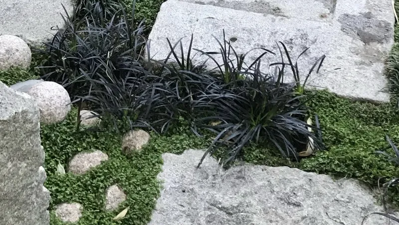 Ophiopogon planiscapus ‘Nigrescens’, foto 2