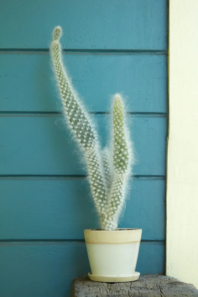 Opuntia erinacea ‘Snow Bear’