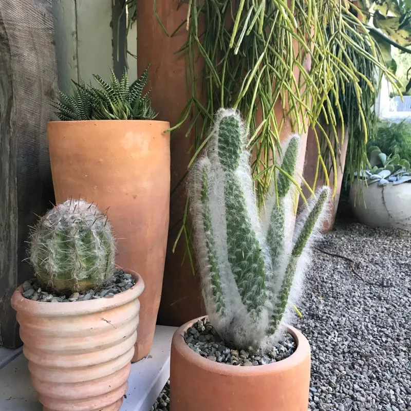Opuntia erinacea ‘Snow Bear’, foto 2