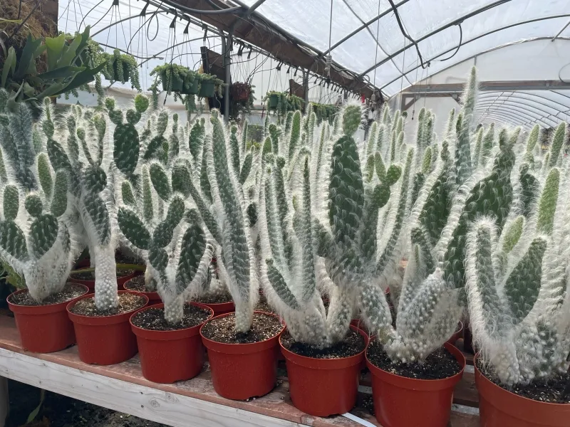 Opuntia erinacea ‘Snow Bear’, foto 3