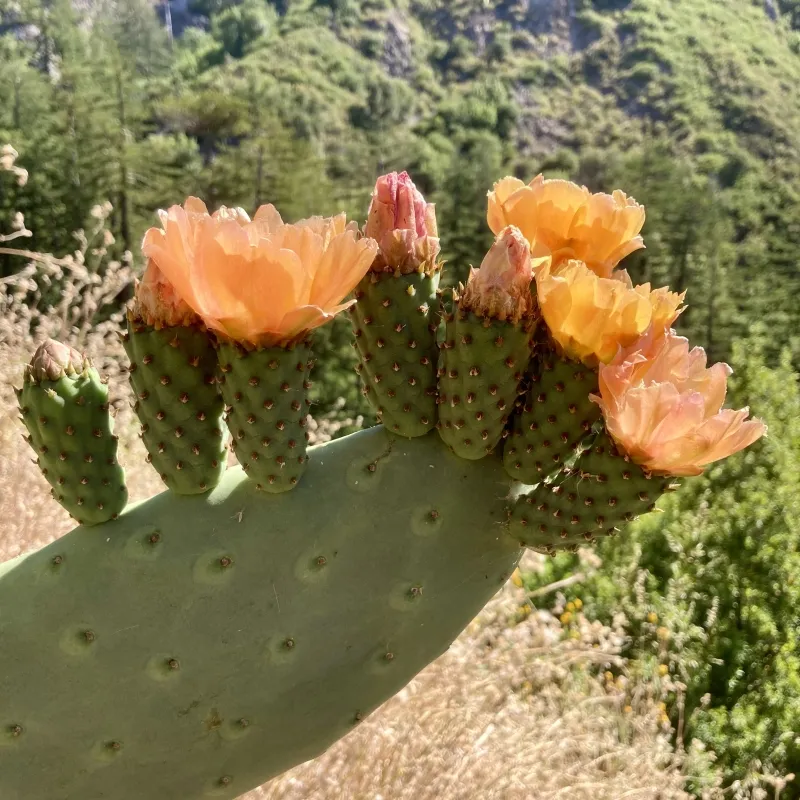 Opuntia ficus-indica ‘Burbank Spineless’