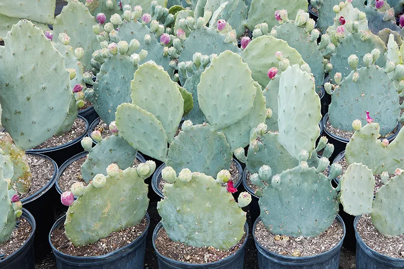 Opuntia gomei ‘Old Mexico’