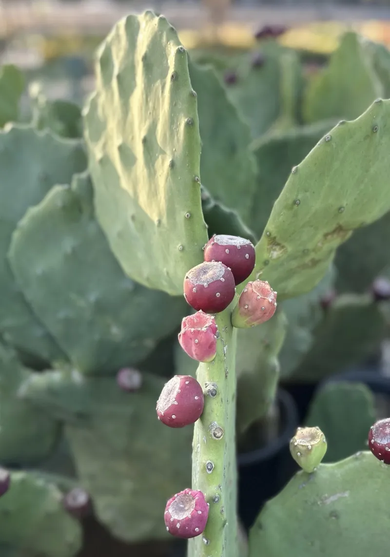 Opuntia gomei ‘Old Mexico’, foto 2
