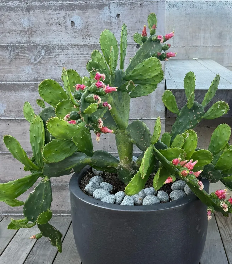 Opuntia ‘Green Form’