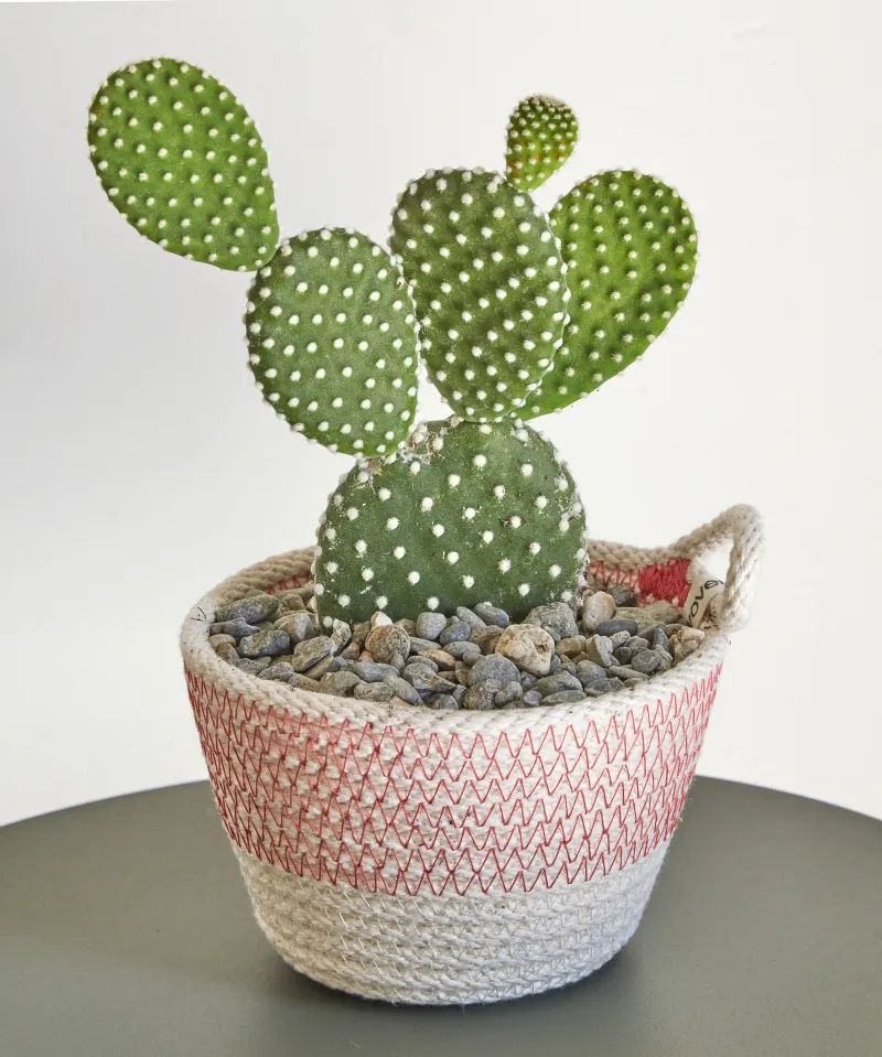 Opuntia microdasys ‘Albispina’
