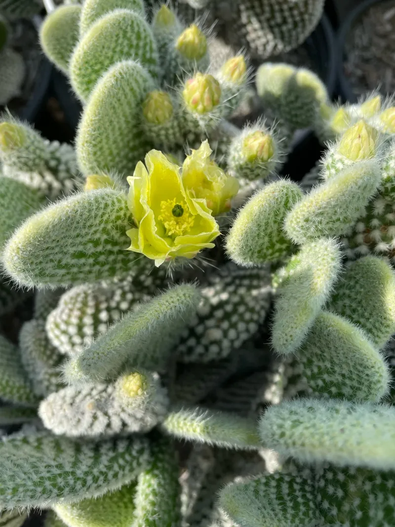Opuntia microdasys ‘Albispina’, foto 2