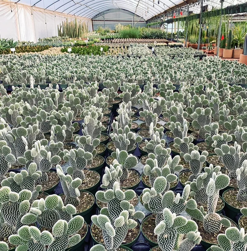 Opuntia microdasys ‘Albispina’, foto 3