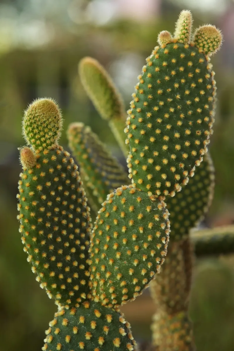 Opuntia microdasys ‘Yellow’