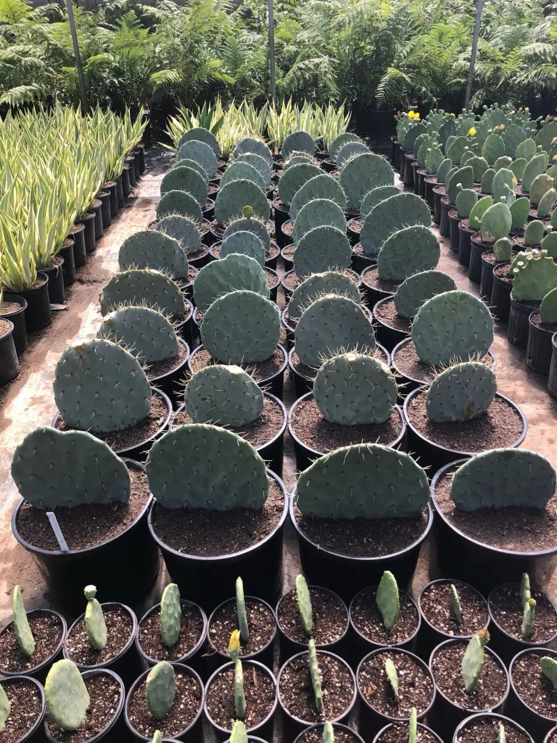 Opuntia robusta, foto 2