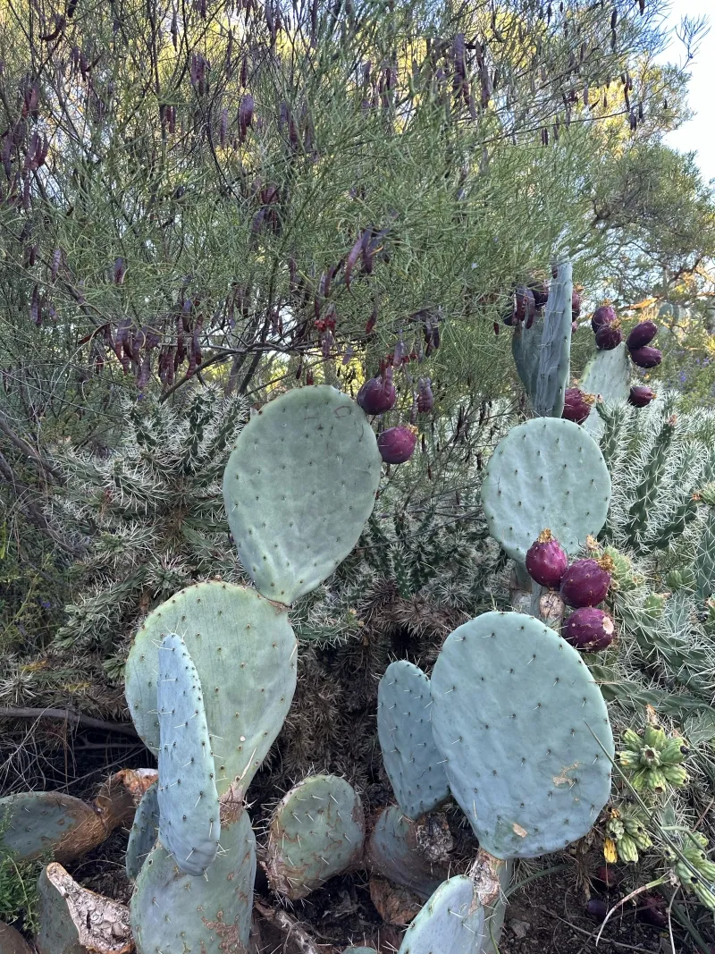 Opuntia robusta, foto 3