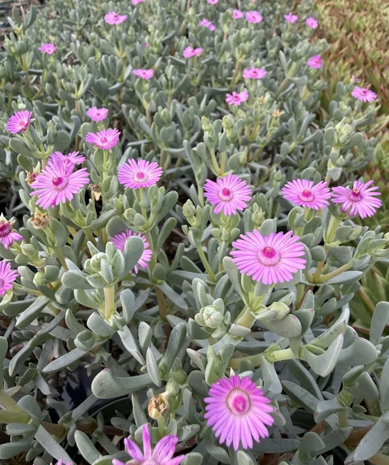 Oscularia (Lampranthus) caulescens
