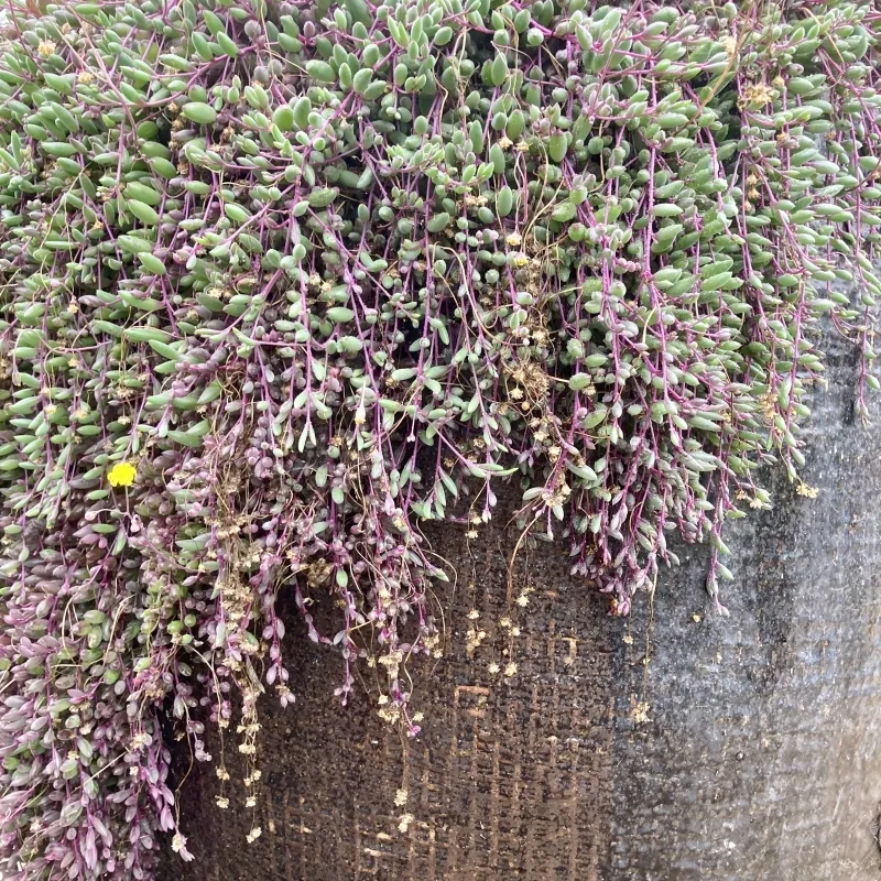 Othonna capensis