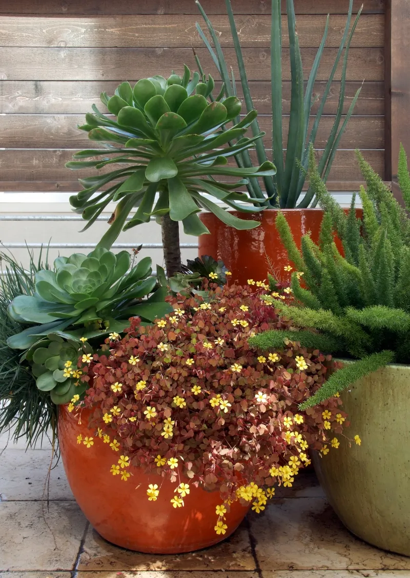 Oxalis vulcanicola ‘Velvet Sunset’