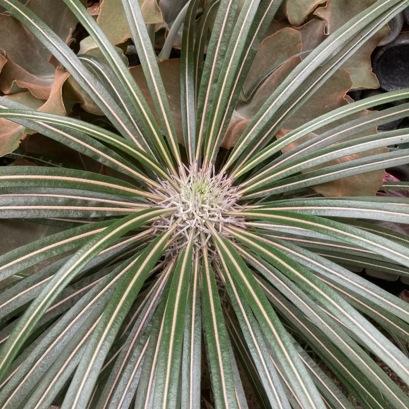 Pachypodium geayi, foto 2
