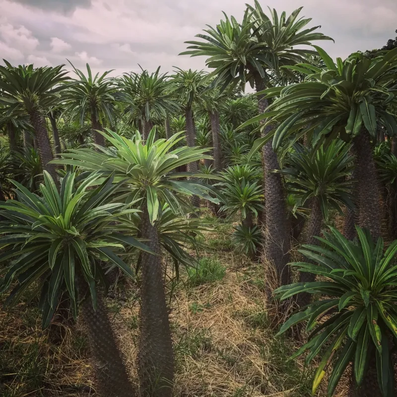 Pachypodium lamerei, foto 2