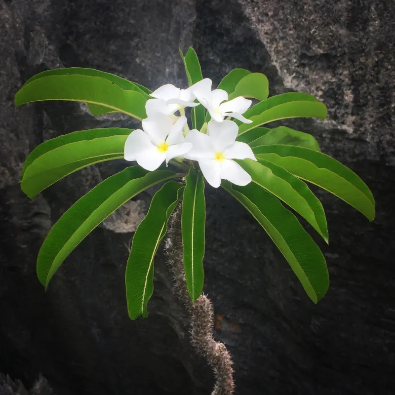 Pachypodium lamerei, foto 3