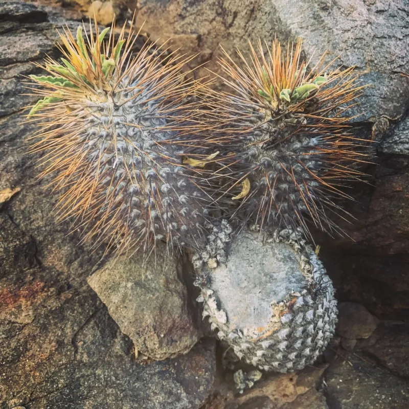 Pachypodium namaquanum, foto 2